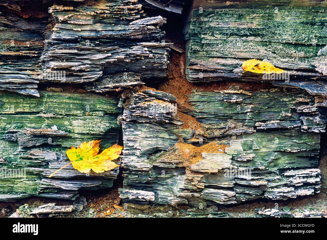 Motivo naturale su una superficie rocciosa con crepe e foglie d'acero giallo Foto Stock