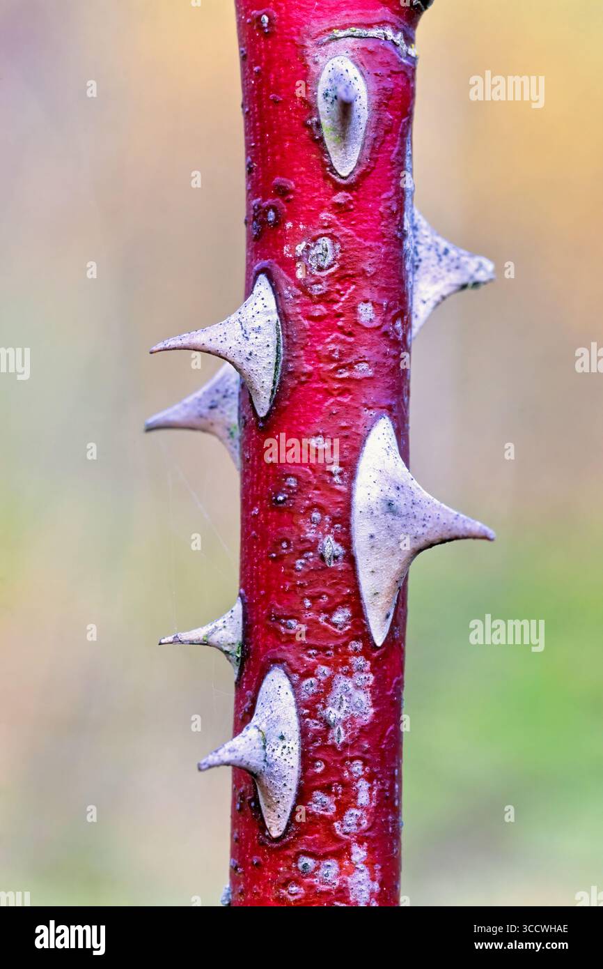 Stelo spinoso rosso su una pianta Foto Stock