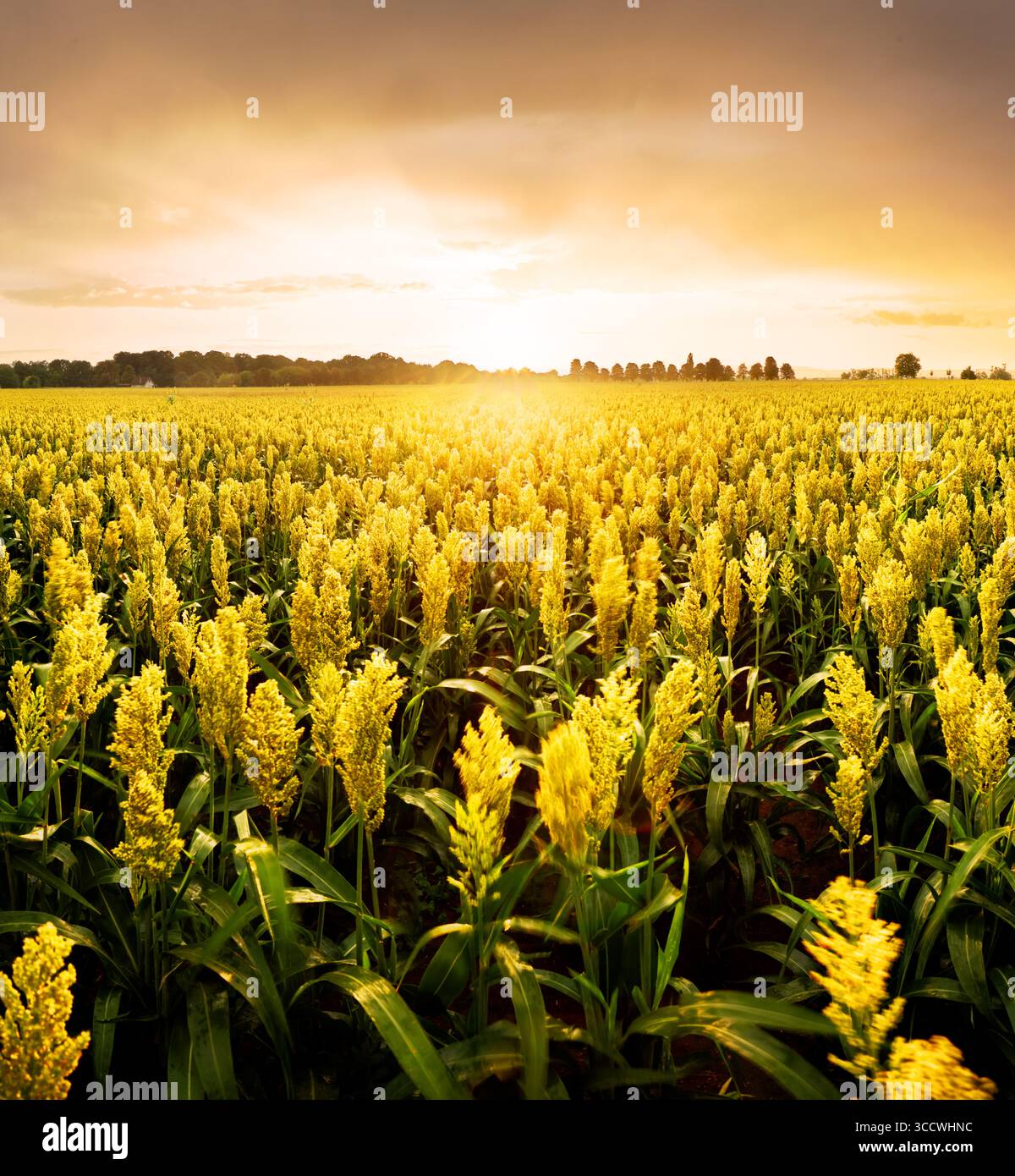 campo di sorgo, chiamato anche durra, jowari o milo. È coltivato per il suo grano e utilizzato per alimenti per animali e esseri umani, e per l'etano Foto Stock