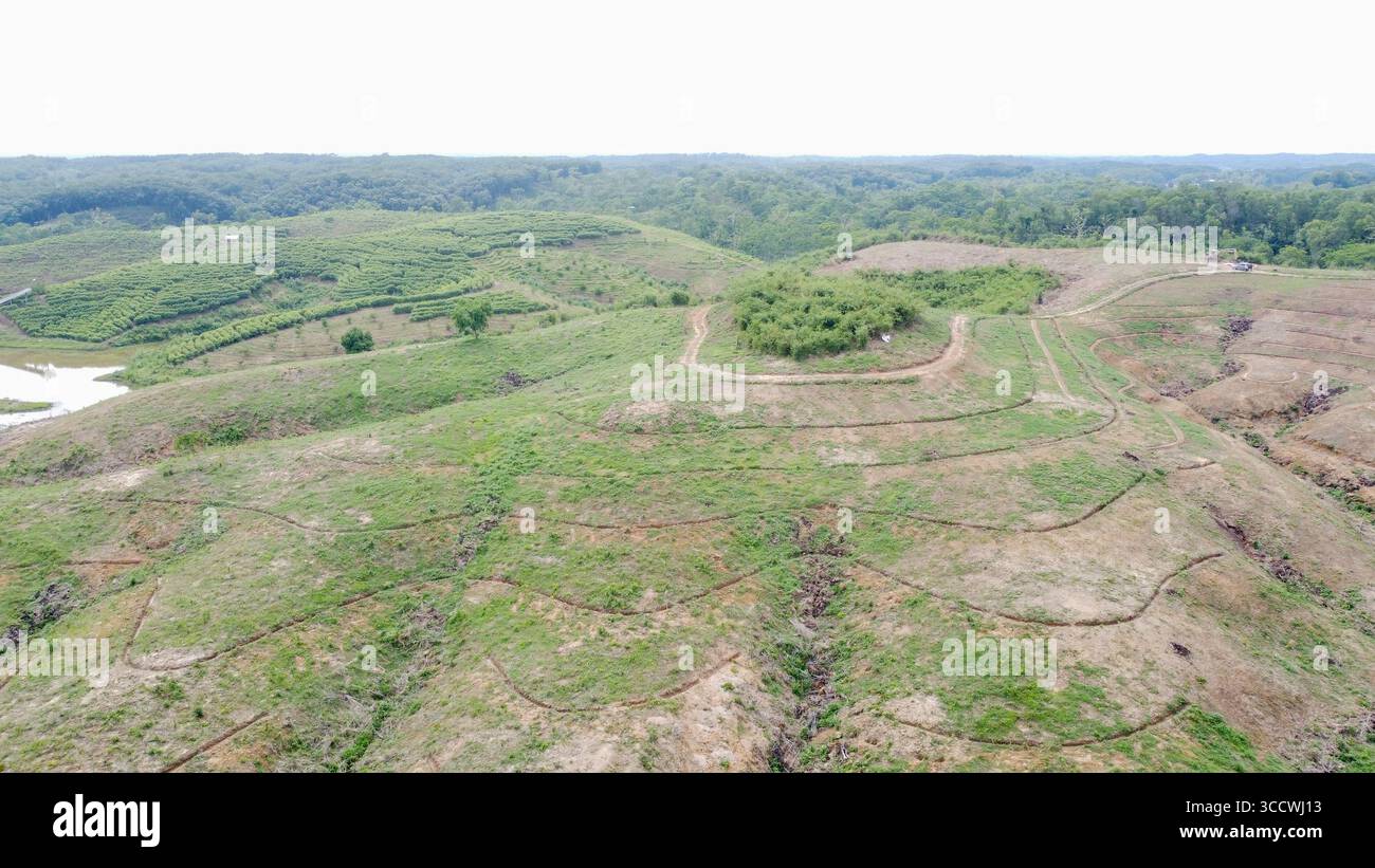 Vista sulla nuova area di piantagione del Tea Garden Birdseye Foto Stock