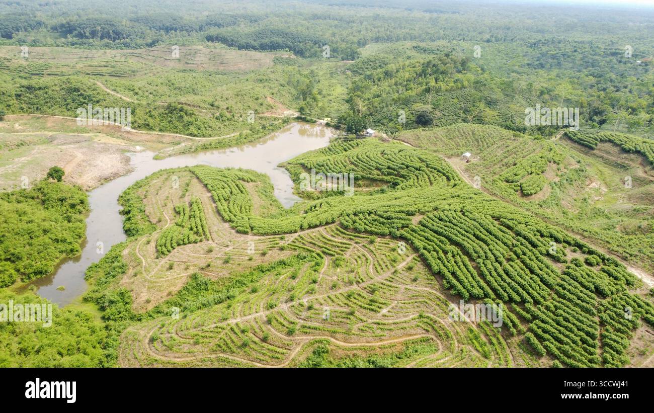 Vista sulla nuova area di piantagione del Tea Garden Birdseye Foto Stock