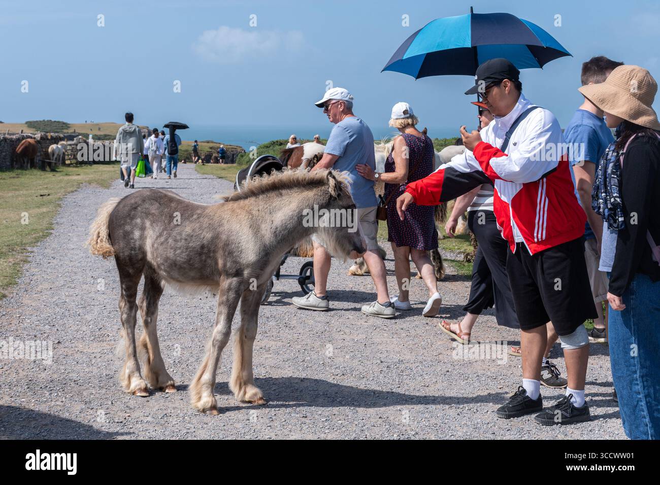 Persone che interagiscono con i pony di montagna gallesi sul promontorio del Rhossili, un'attrazione turistica sulla penisola di Gower, Galles del Sud, Regno Unito Foto Stock