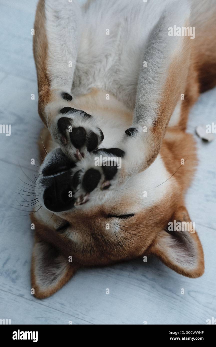 Il cane Shiba Inu sdraiato sulla schiena all'interno con le zampe in alto, mostrando una posa giocosa e rilassata. Foto Stock