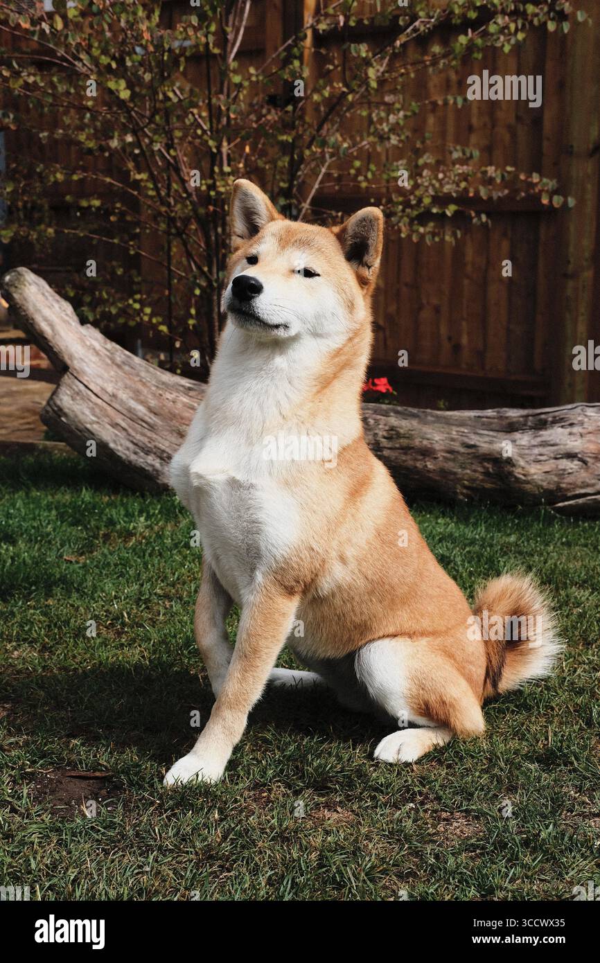 Il cane Shiba Inu seduto in tutta allerta sull'erba in un giardino sul retro con una recinzione di legno e troncare sullo sfondo. Foto Stock