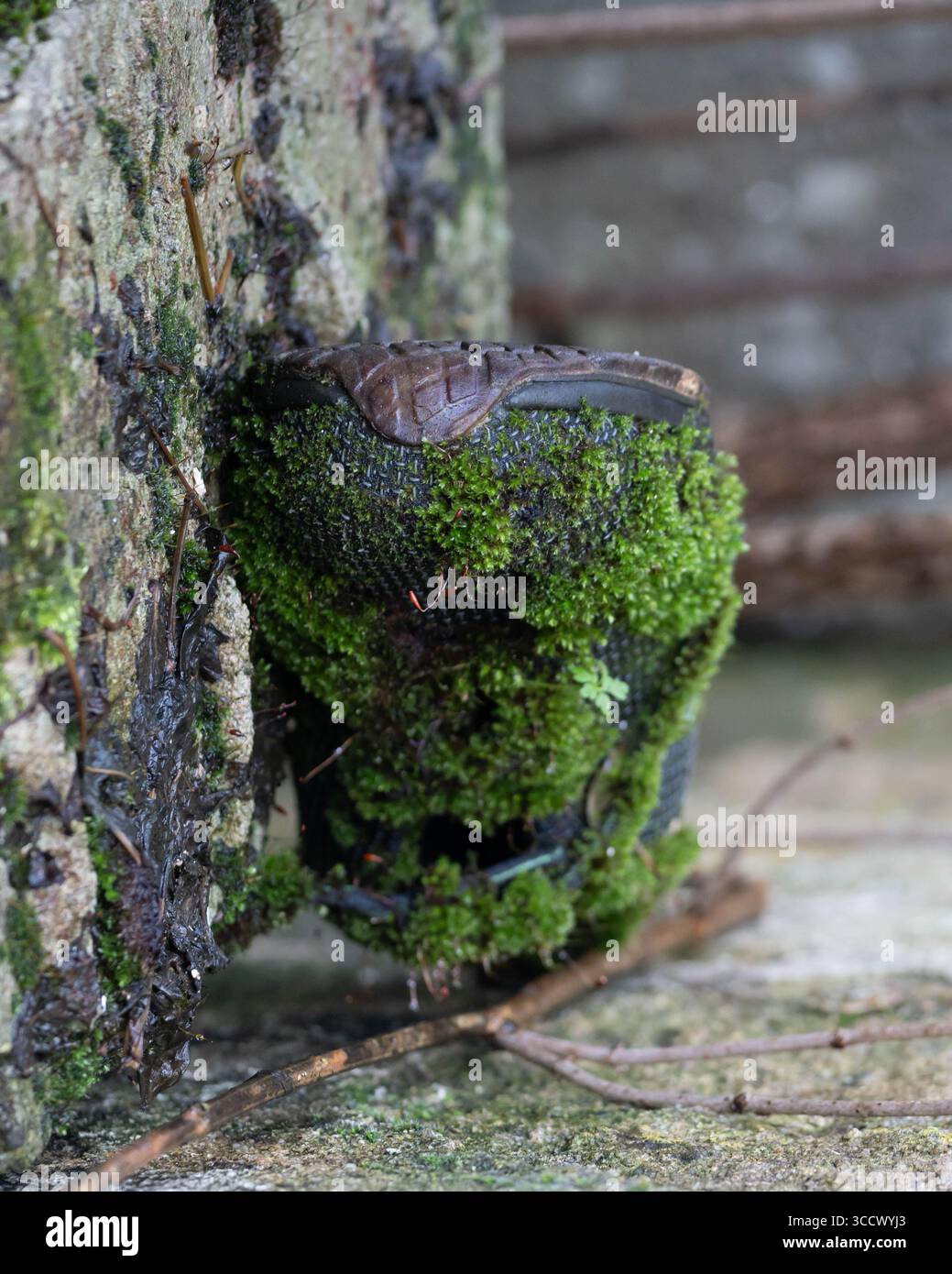 Vecchia e dimenticata scarpa da lavoro ricoperta di Moss Foto Stock
