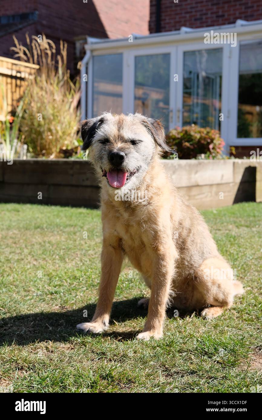 Cane Border Terrier seduto felicemente sull'erba in un giardino sul retro. Foto Stock