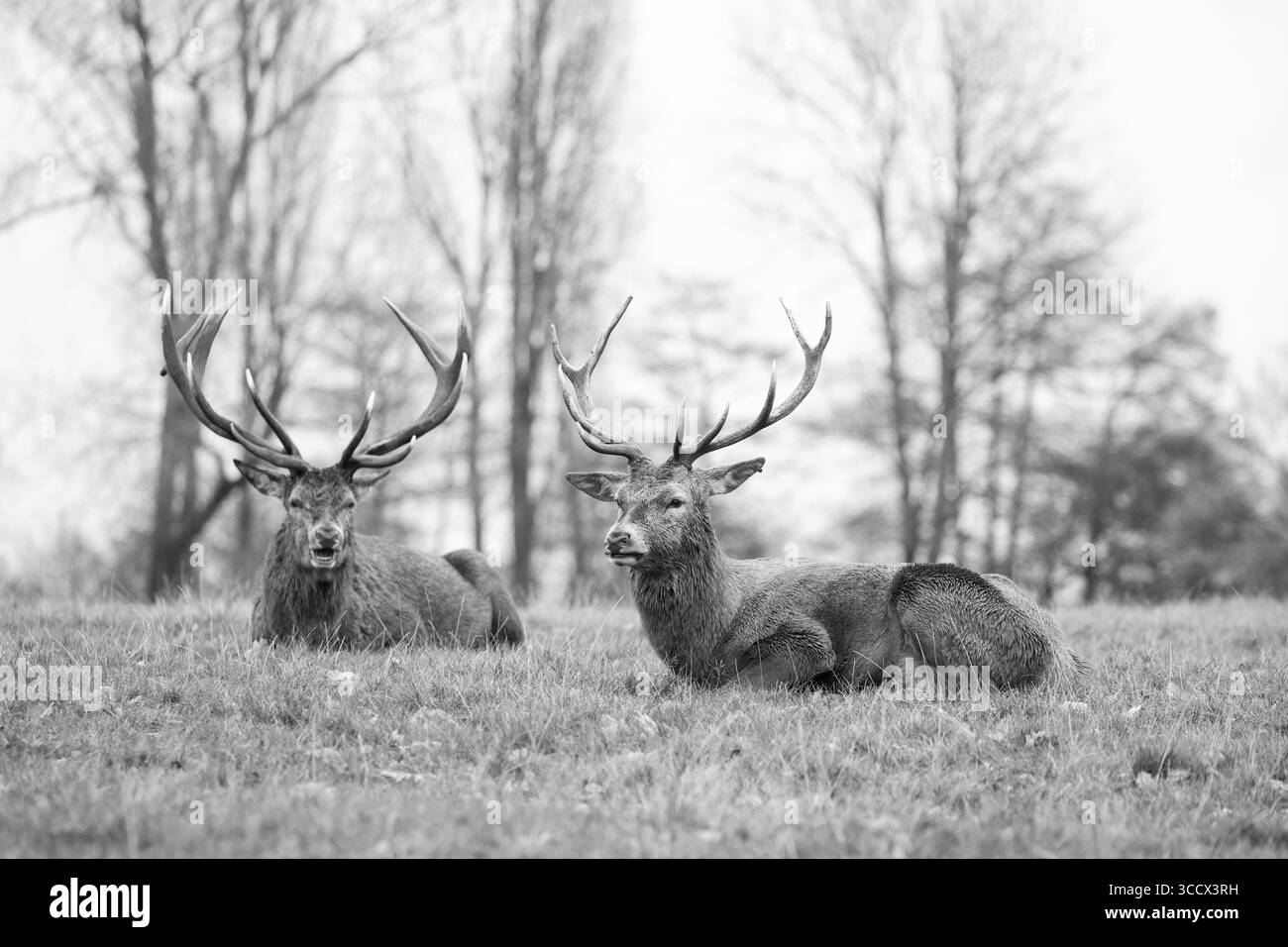 Immagine in bianco e nero di due cervi rossi seduti in una zona erbosa di un parco. Foto Stock