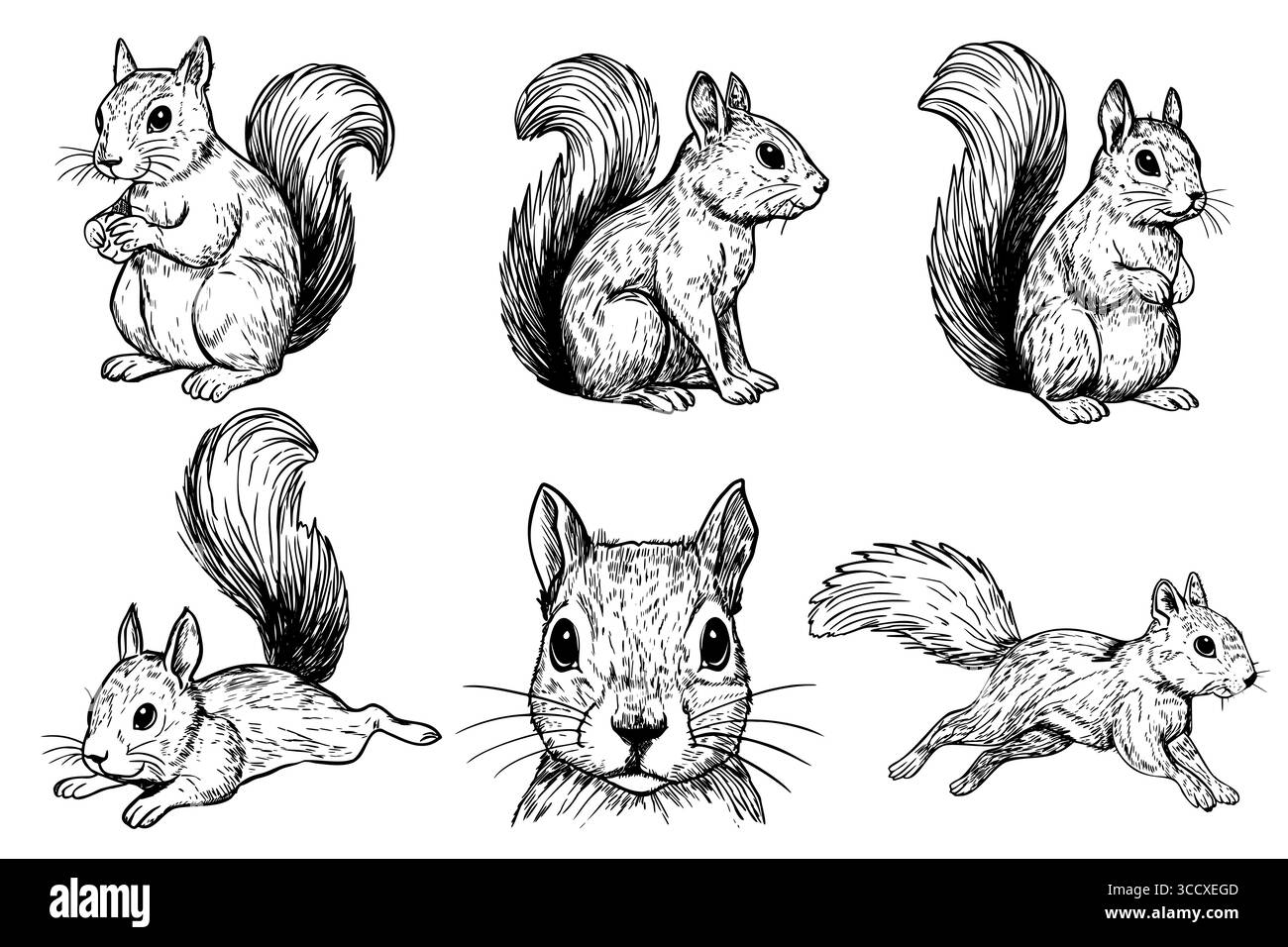 Una collezione di sei illustrazioni disegnate a mano di scoiattoli in varie pose. I disegni mostrano le loro caratteristiche distintive e la natura giocosa. Illustrazione Vettoriale