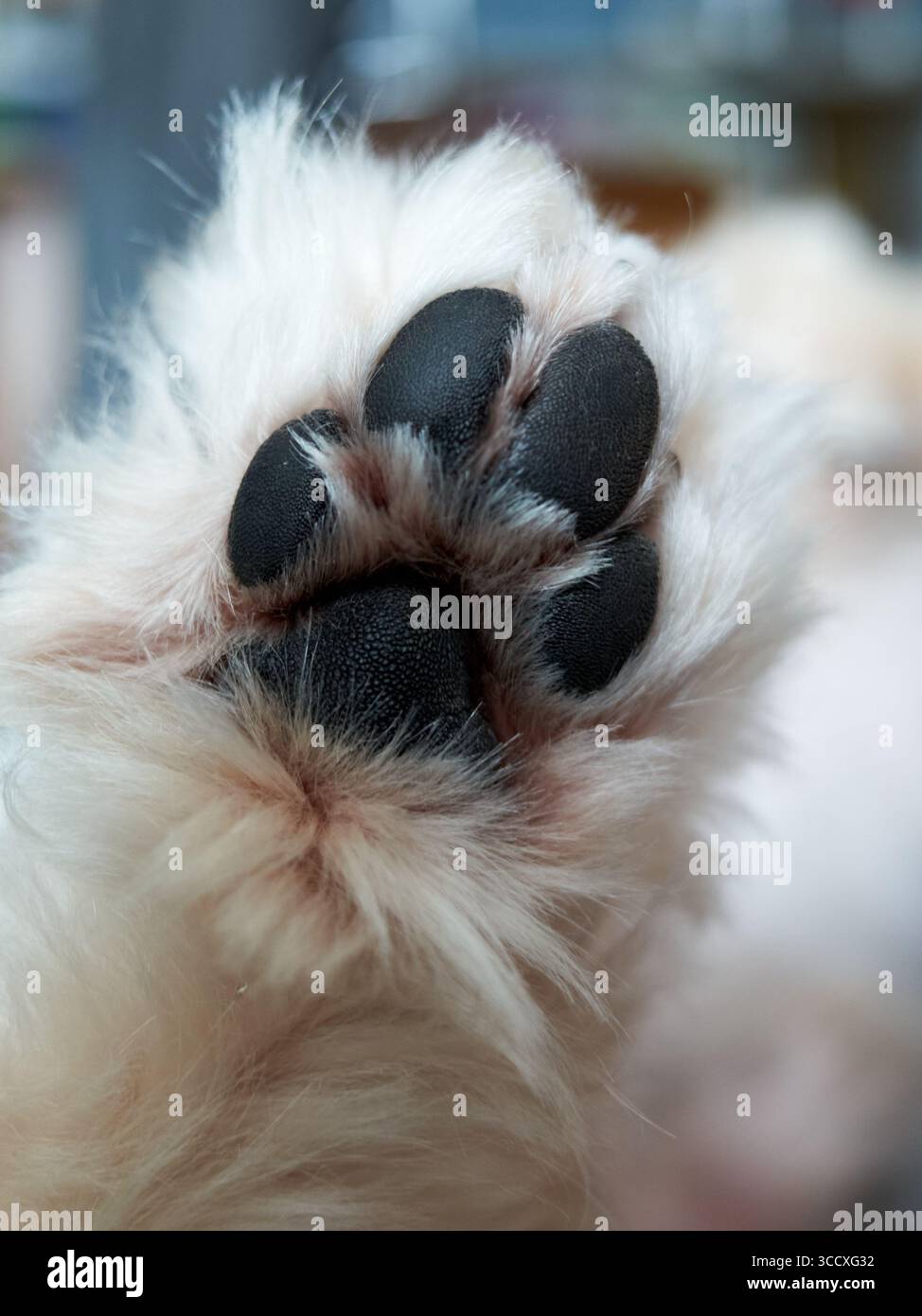 Primo piano di una zampa di cane con tamponi neri e pelliccia bianca. Foto Stock