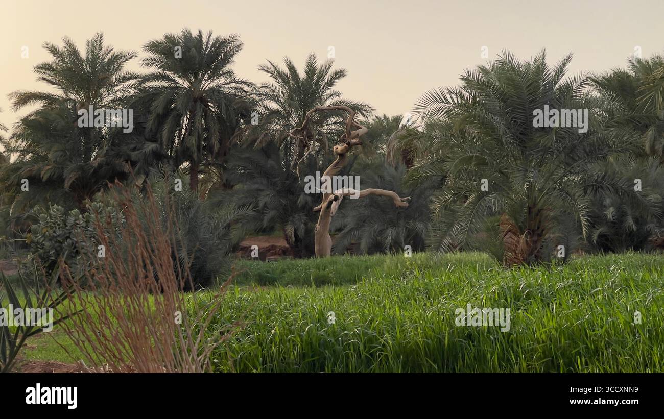 Oasi verde lussureggiante con palme da dattero nel deserto Foto Stock
