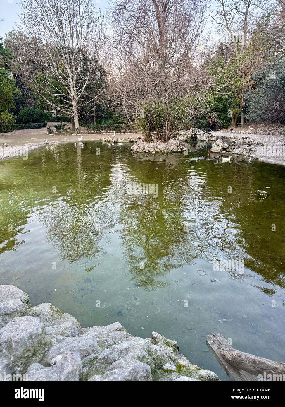 Laghetto tranquillo con riflessi al Museo Botanico nei Giardini nazionali di Atene. - Immagine stock catturata con smartphone