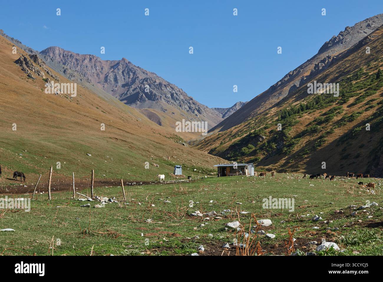 Casa di pastori in un luogo pittoresco. Paesaggio montano, colline con erba gialla e verde. Pascolo locale per pascolo libero. Cielo blu chiaro. Calv Foto Stock