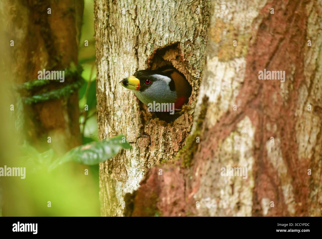 Toucan Barbet (Semnornis ramphastinus) che guarda fuori dal nido di alberi Foto Stock