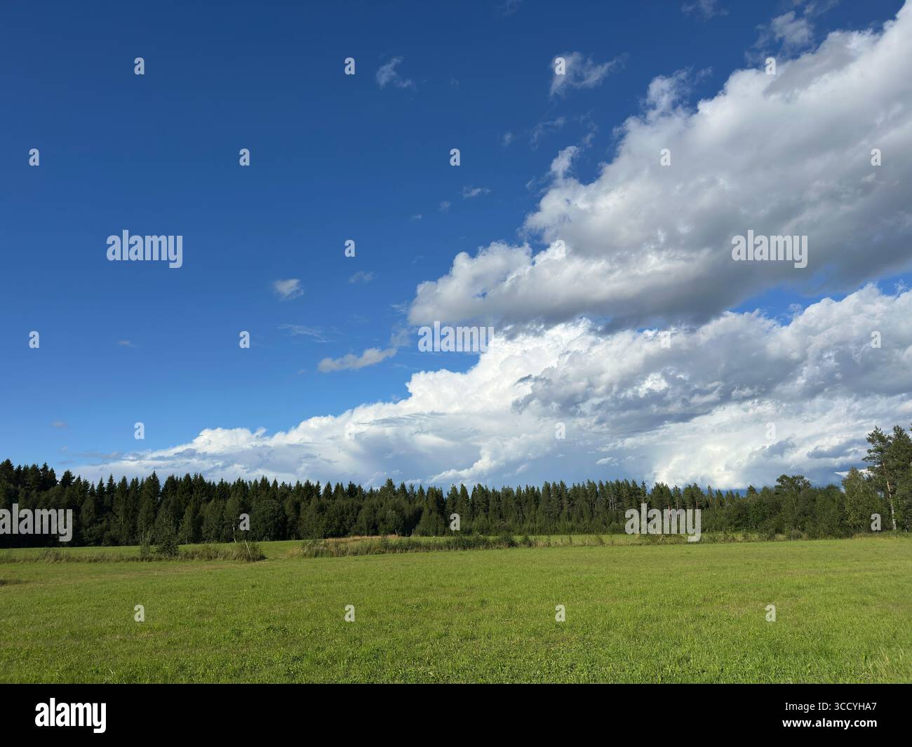 Un paesaggio pittoresco caratterizzato da un cielo blu vibrante e da un lussureggiante campo verde. Foto Stock