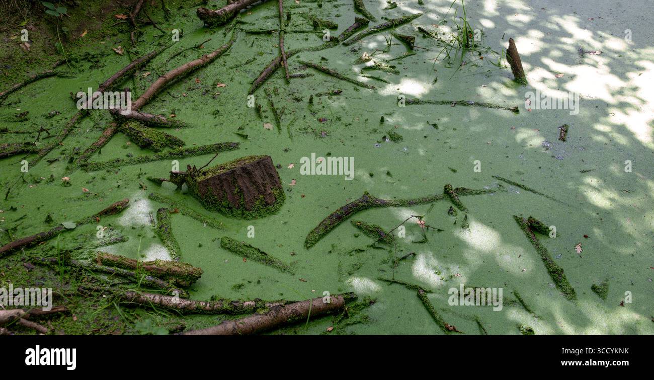 Uno stagno boschivo ricoperto di alghe e piccoli rami caduti Foto Stock
