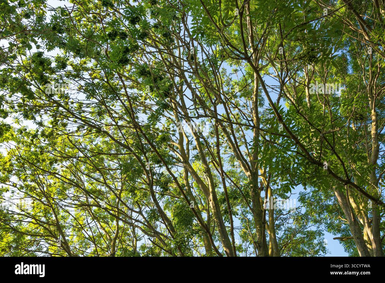 Baldacchino di un bellissimo albero di frassino europeo (Fraxinus excelsior) in estate, Londra, Inghilterra. Conservazione degli alberi. Habitat preziosi. Foto Stock