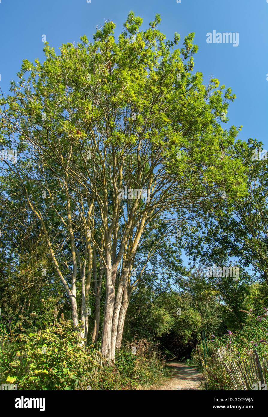 Cenere europea (Fraxinus excelsior) in estate, Londra, Inghilterra. Foto Stock
