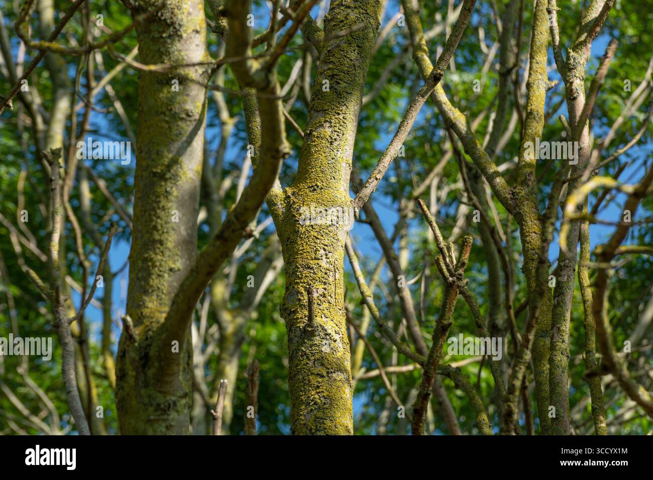 Una massa di rami e tronchi di un albero di frassino europeo acceso in estate. Londra, Inghilterra. Bellezza nella natura. Conservazione degli alberi. Foto Stock