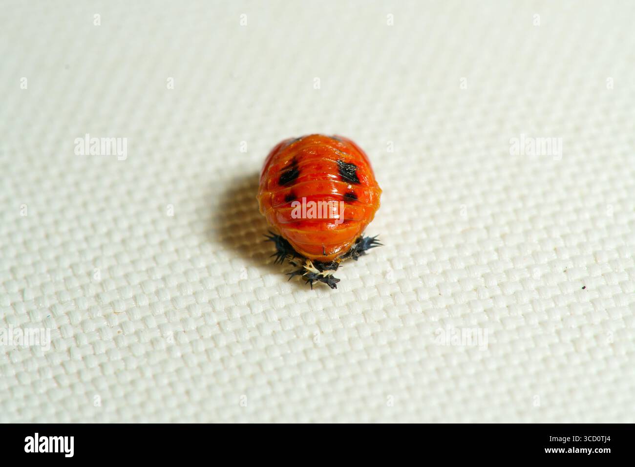Primo piano di una signora asiatica di scarabeo, Harmonia axyridis, asiatischer Marienkaefer Foto Stock