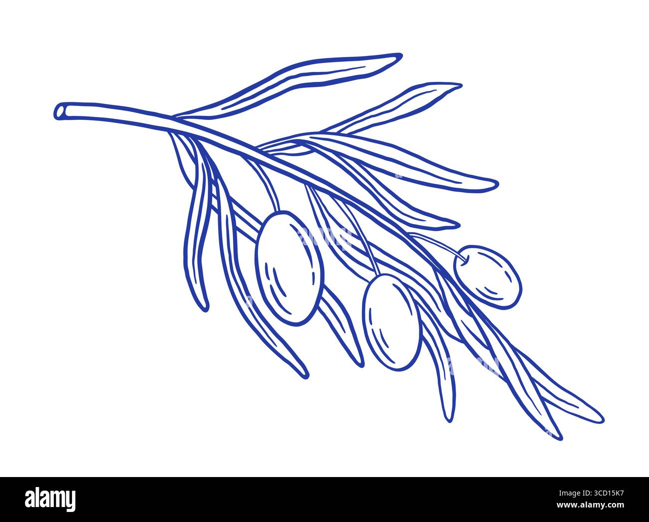 Disegnare a mano le olive ramificate e le foglie illustrazione vettoriale. Perfetto per il menu del ristorante, il design del packaging e i prodotti agricoli. Illustrazione Vettoriale