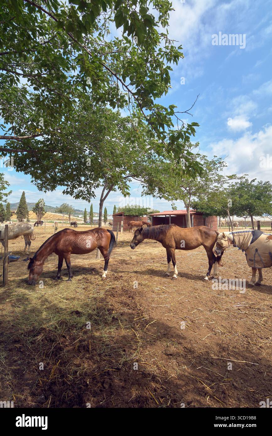 Fotografia verticale di diversi cavalli in un polveroso corral. Con grandi alberi che offrono ombra, la scena trasmette una sensazione di pace e tranquillità in un ambiente accogliente Foto Stock