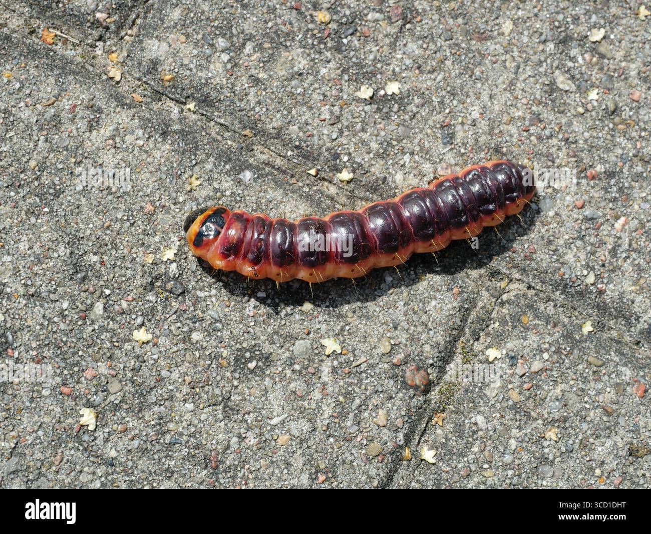 Foto macro della falena di salice, caterpillar o falena di capra in natura. Struttura e colorazione della carrozzeria trasparenti. Perfetto per la natura o la fauna selvatica. Copyspace Foto Stock