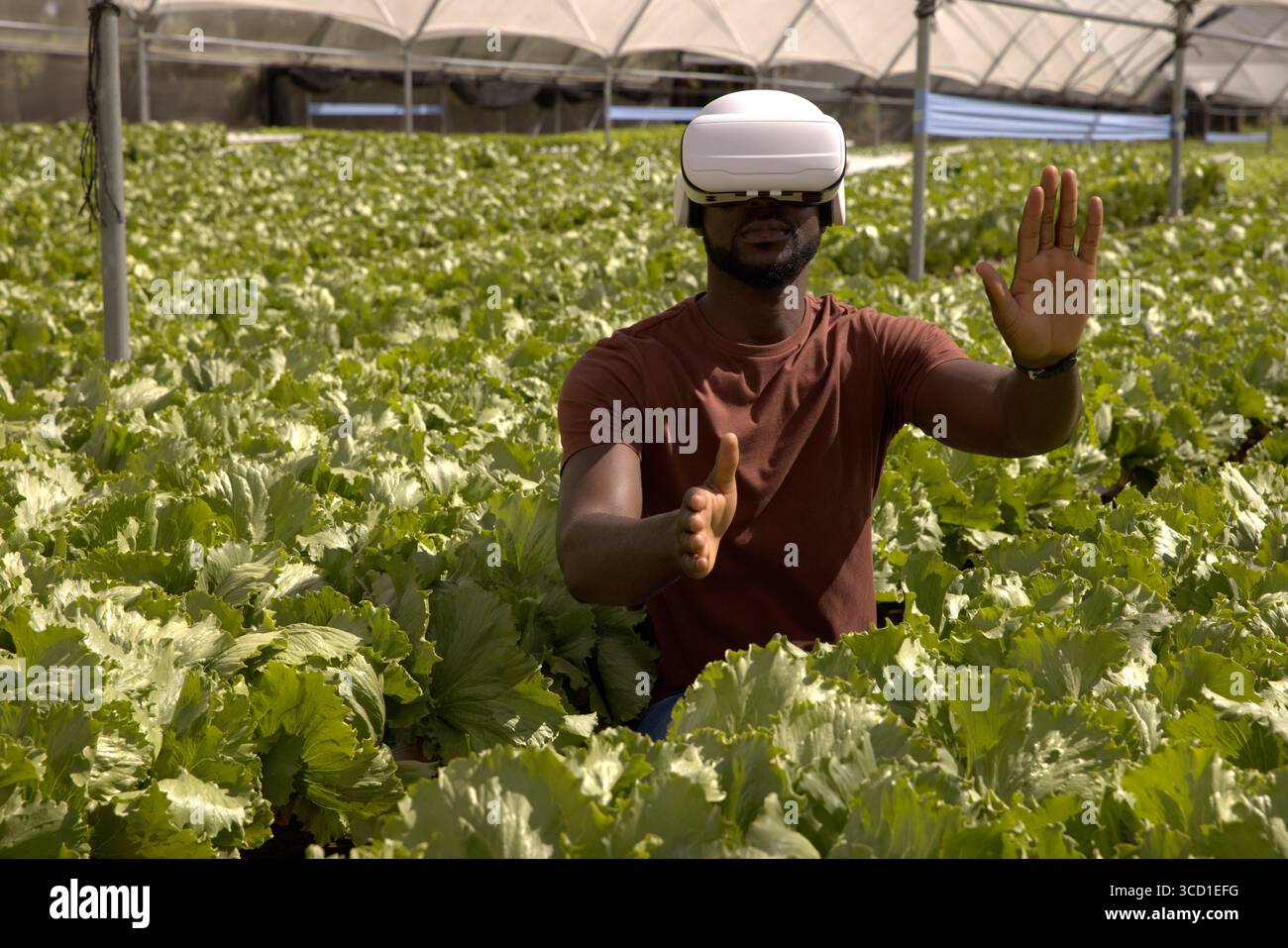 Uomo che indossa un visore VR che alza le mani per interagire con l'interfaccia in mezzo alla lattuga in serra Foto Stock