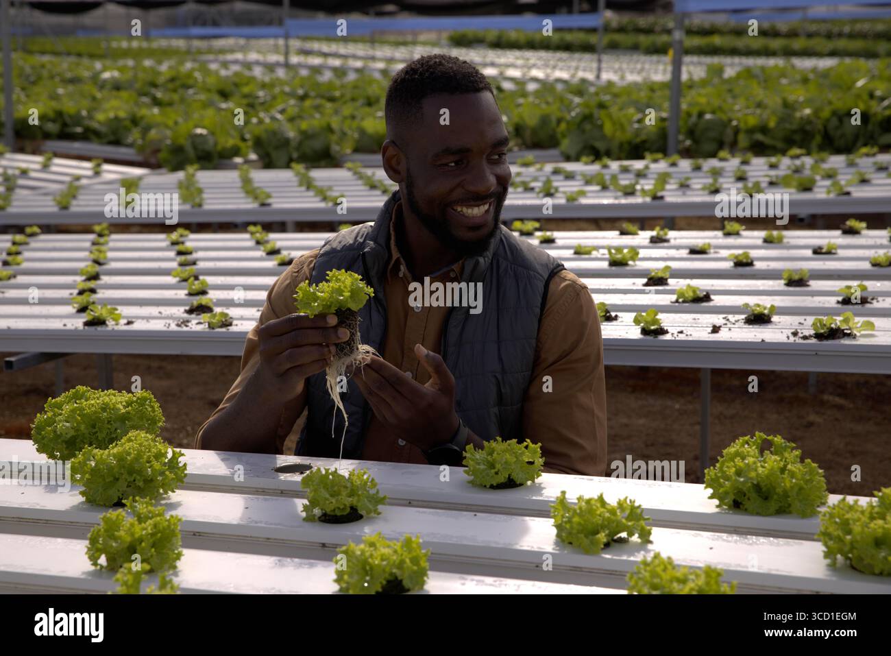 Uomo afroamericano che tiene piantine di lattuga e ispeziona canali idroponici in serra Foto Stock