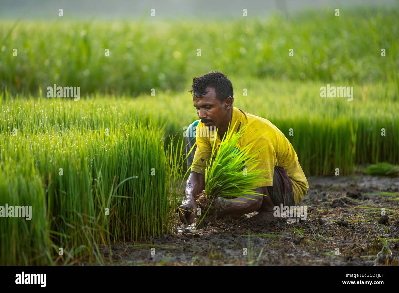 Bogura, Bangladesh - 13 agosto 2020: Veduta di un contadino, inondato dalla luce soffusa del mattino, piantando con cura vivaci piantine di riso verde nel terreno ricco e scuro. Foto Stock
