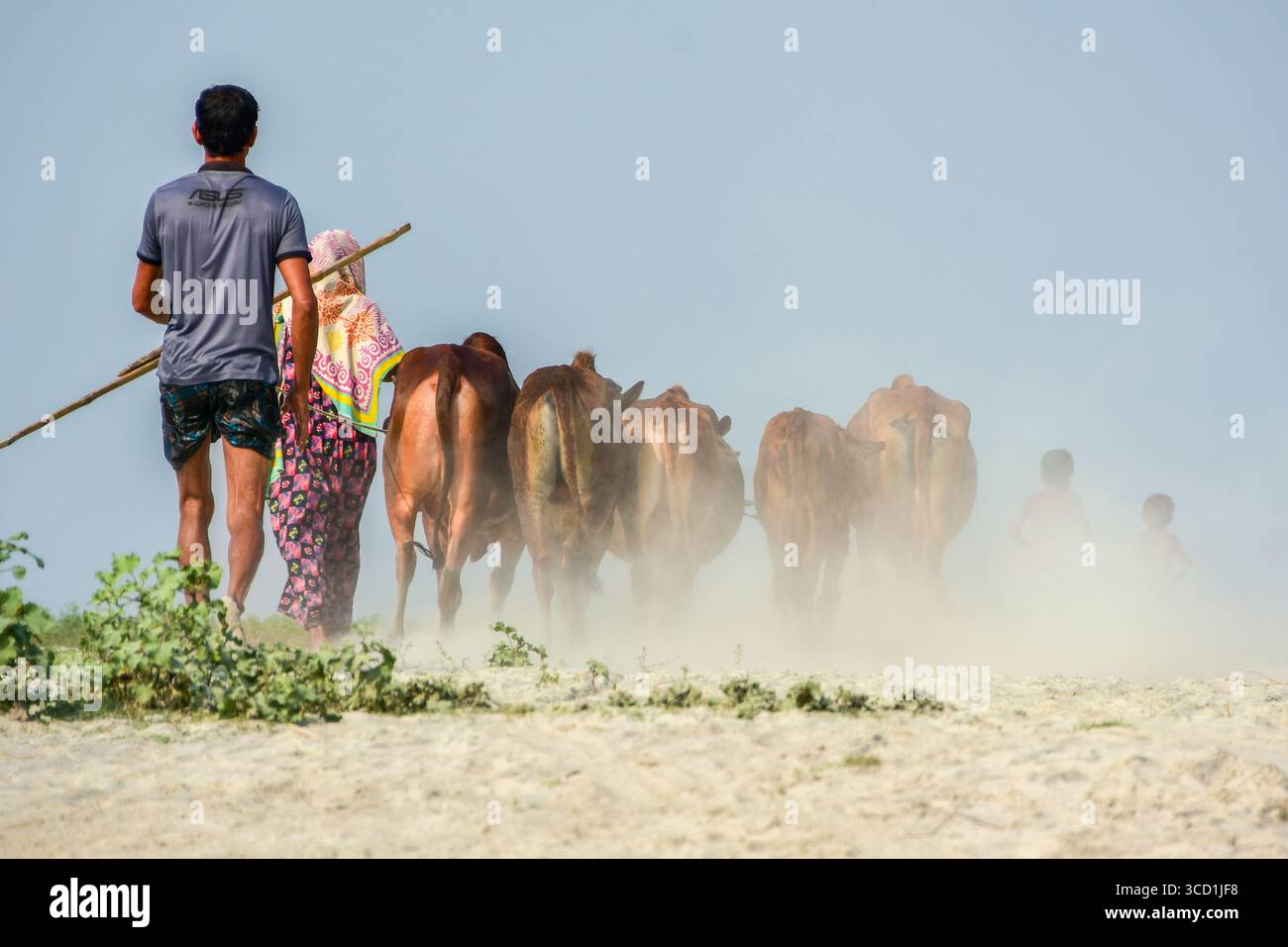 Bogura, Bangladesh - 06 febbraio 2017: Vista del bestiame allevato attraverso il paesaggio polveroso, una scena tradizionale sotto il cielo pallido, con figure che emergono attraverso la foschia. Foto Stock