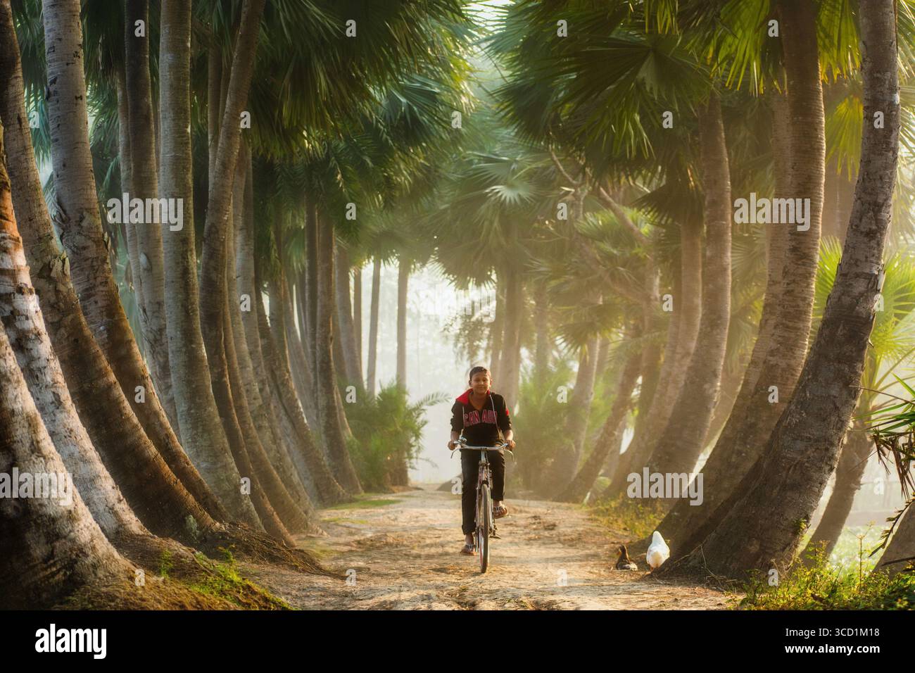 Bogura, Bangladesh - 25 dicembre 2017: Veduta di un ciclista che scivola con grazia lungo un viale soleggiato fiancheggiato da torreggianti palme, le loro texture creano un tunnel mozzafiato. Foto Stock