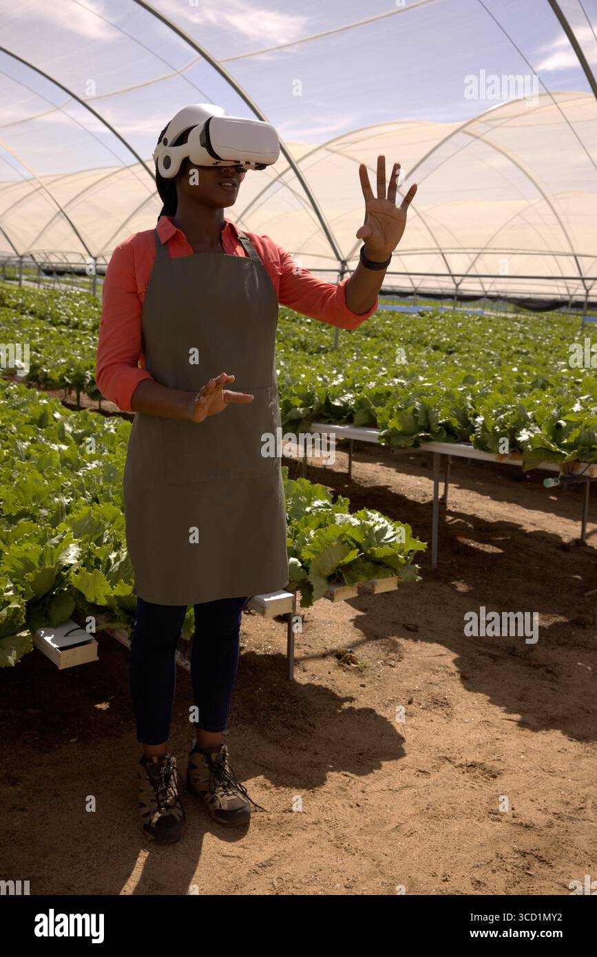 Lavoratore agricolo che indossa un visore VR che interagisce con l'interfaccia tra i vassoi di lattuga in serra Foto Stock