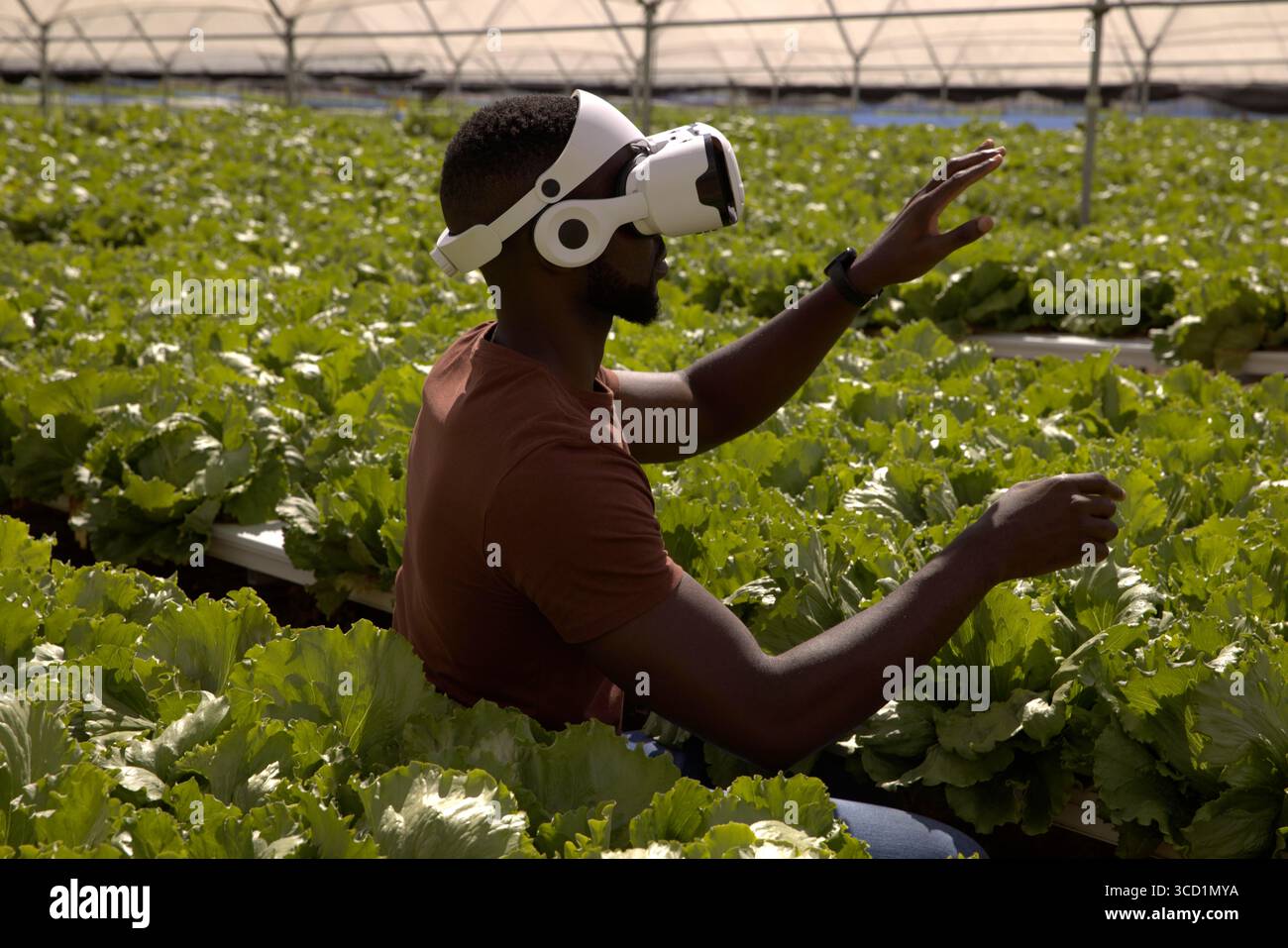 Uomo inginocchiato indossando un visore per la realtà virtuale e manipolando la lattuga idroponica all'interno della serra Foto Stock