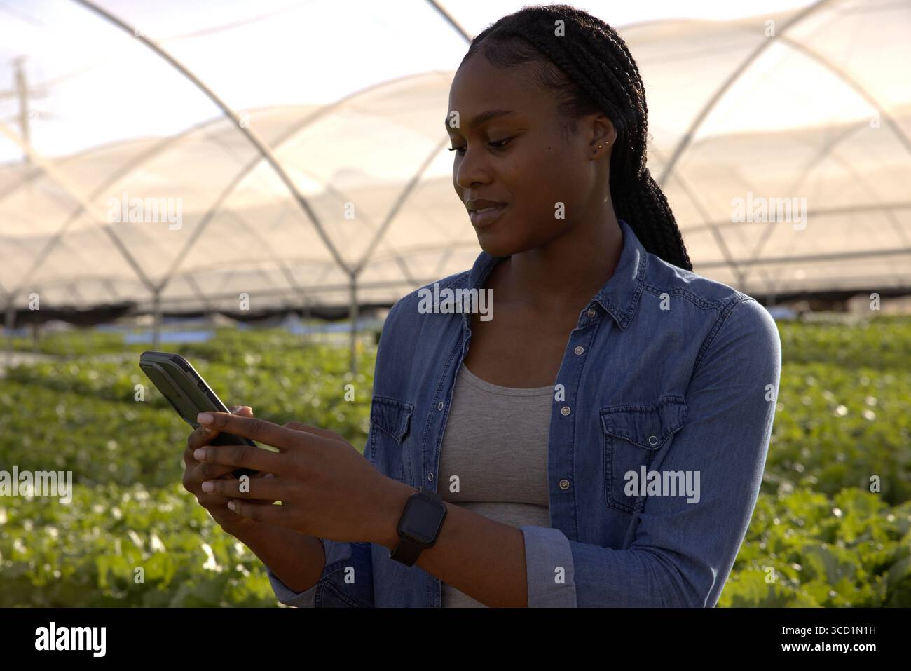 Donna afroamericana che lavora in serra con una camicia in denim che monitora i raccolti sullo smartphone Foto Stock
