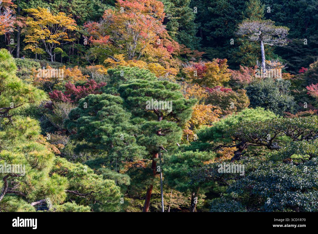 Composizione densa del fogliame autunnale nel paesaggio giapponese con pini e alberi decidui in colori vivaci di stagione, utilizzabile come sfondo naturale Foto Stock