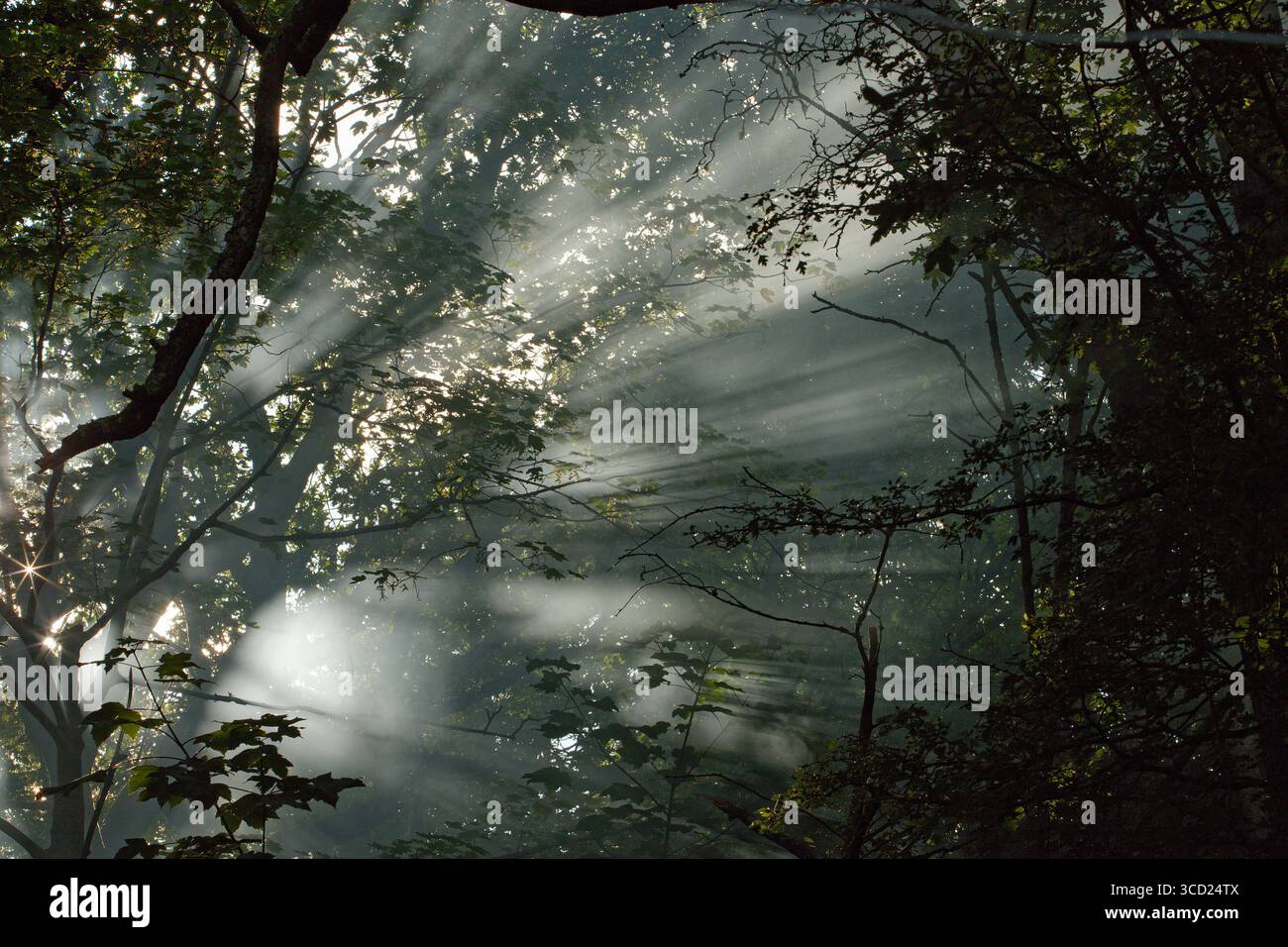 Fumo di falò attraverso le foglie degli alberi. Luce e raggi solari attenuati attraverso il fumo in un ambiente boscoso. Foto Stock