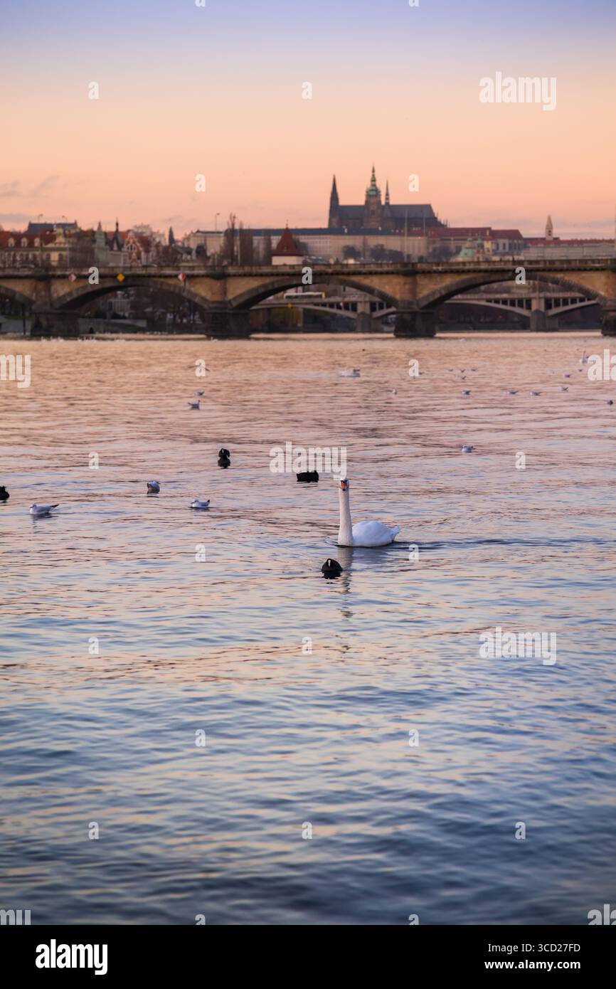 Gabbiani e cigni sul fiume Moldava a Praga con un sereno tramonto invernale arancione con il castello di Praga e il Ponte Carlo sullo sfondo Foto Stock