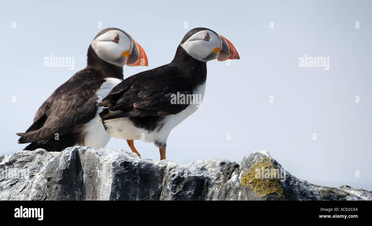 Le puffine sono una qualsiasi delle tre specie di piccole alcidi del genere di uccelli Fratercula. Si tratta di uccelli marini pelagici che si nutrono principalmente immergendosi nell'acqua. Foto Stock