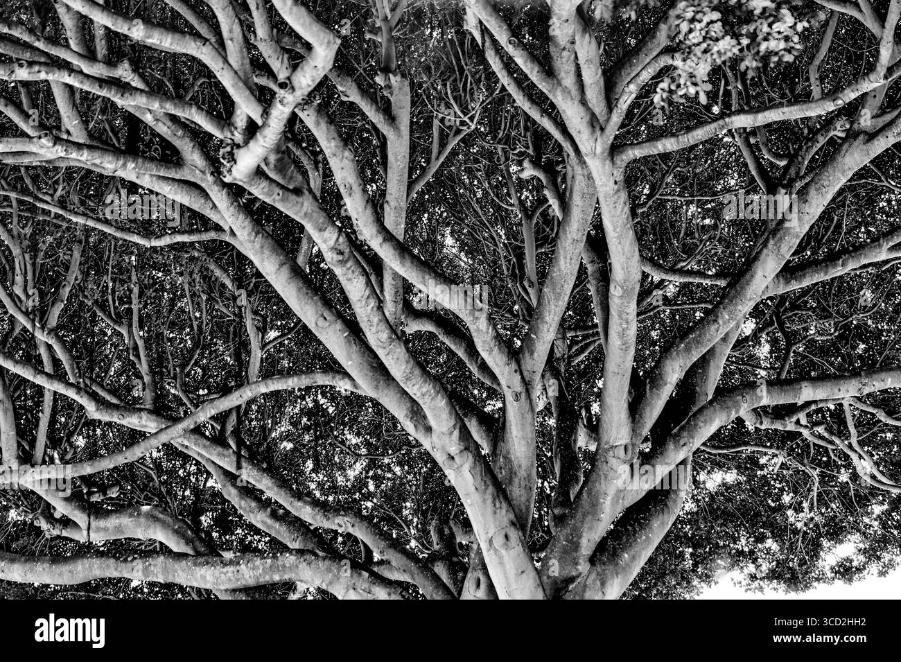 Primi piani di Banyan Treets sull'isola di Oahu Foto Stock