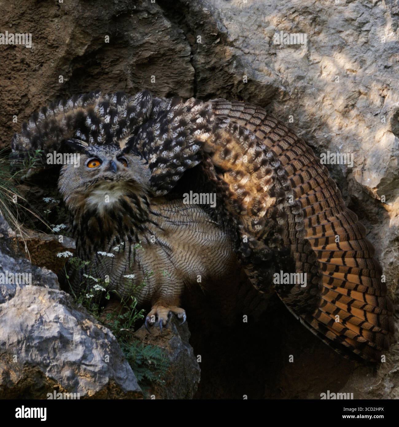 Gufo eurasiatico ( bubo bubo ), che volteggia le sue piume per apparire più grandi, in postura minacciosa, fauna selvatica, Europa. Foto Stock