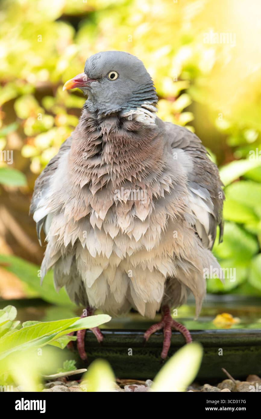 Piccione in legno comune piccione Columba palumbus che si raffredda nel bagno per uccelli in giardino, Regno Unito Foto Stock