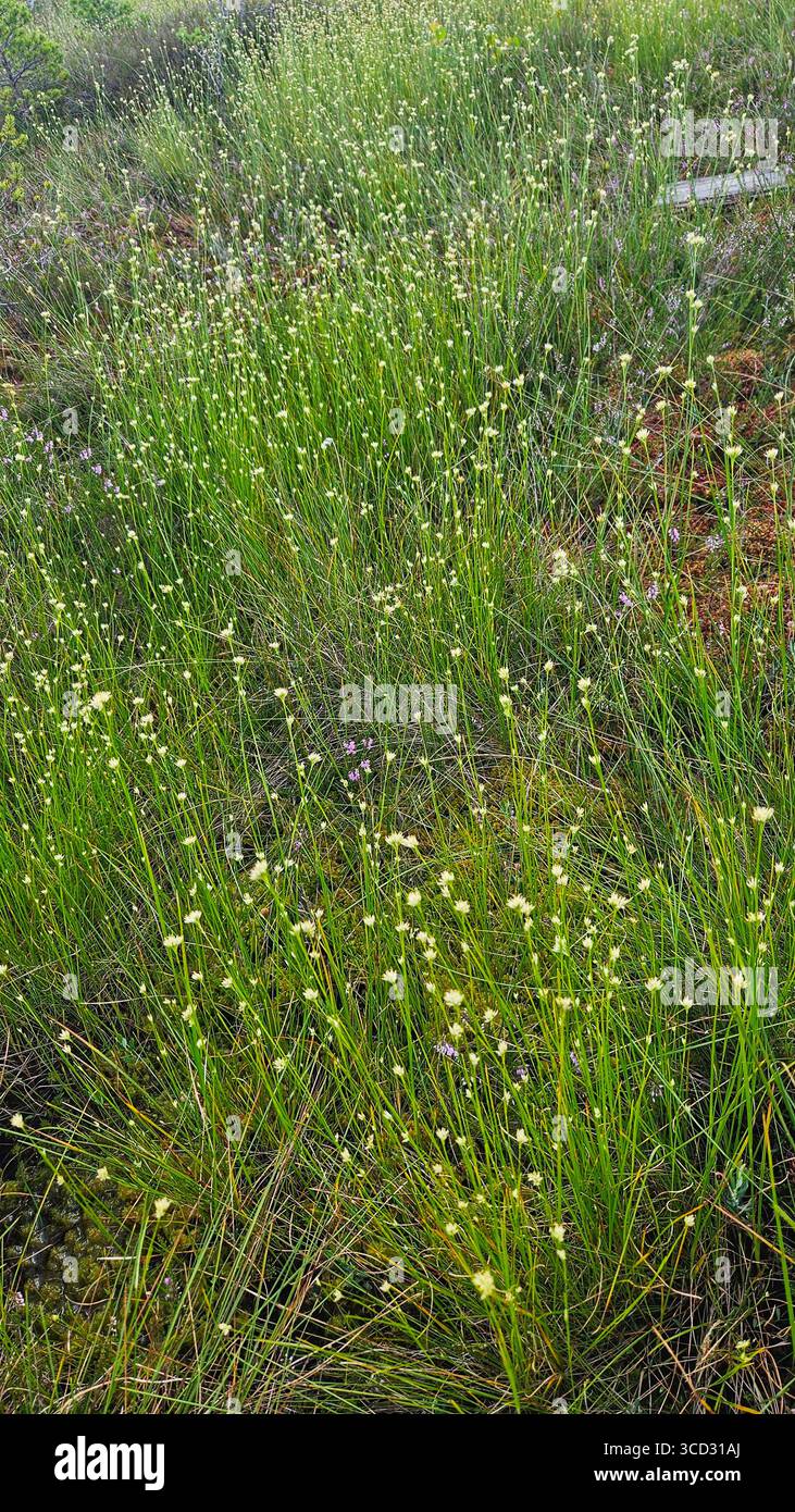 Erba e fiori selvatici nell'habitat naturale dei prati Foto Stock