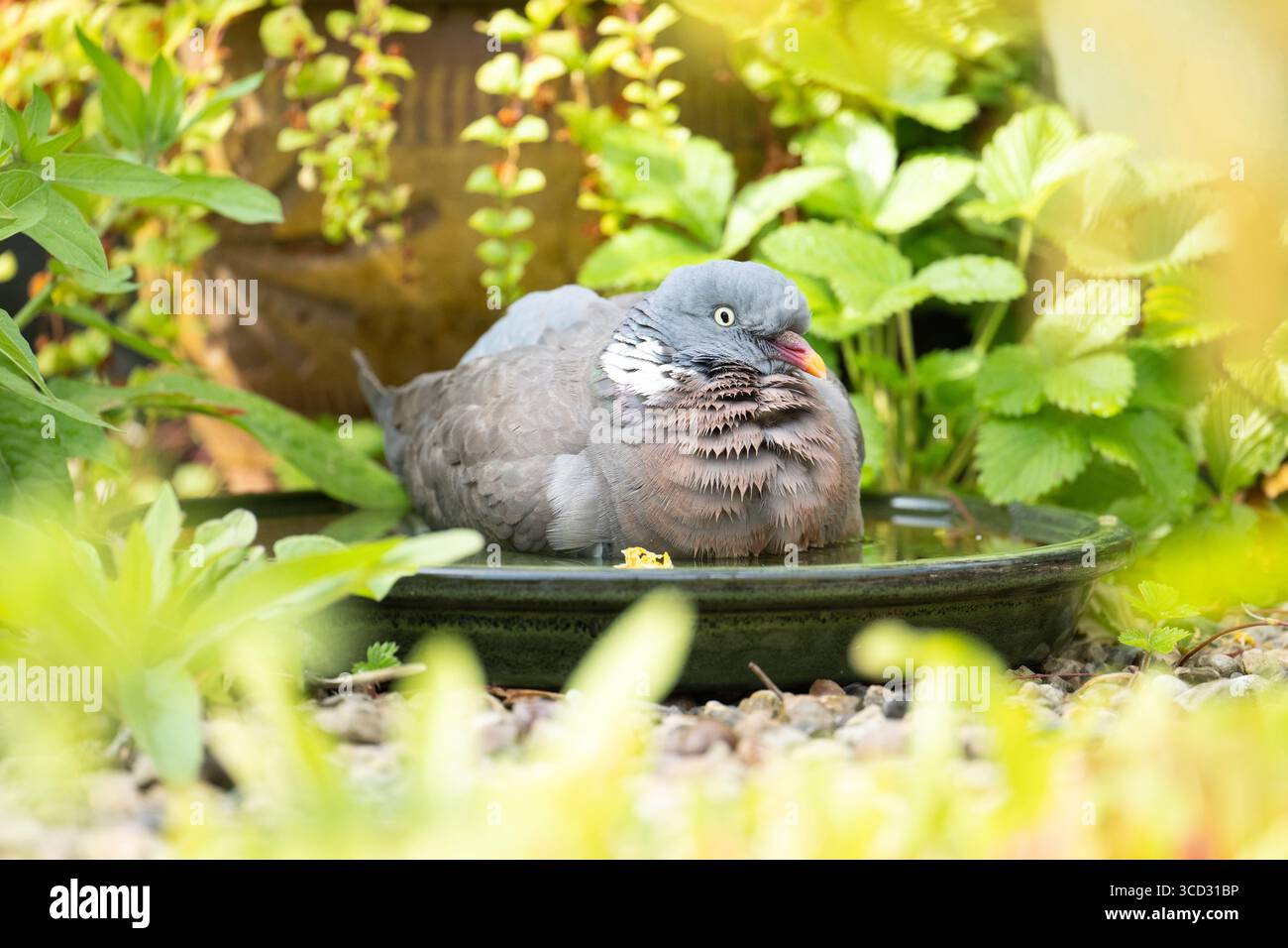 Piccione in legno comune piccione Columba palumbus che si raffredda nel bagno per uccelli in giardino, Regno Unito Foto Stock