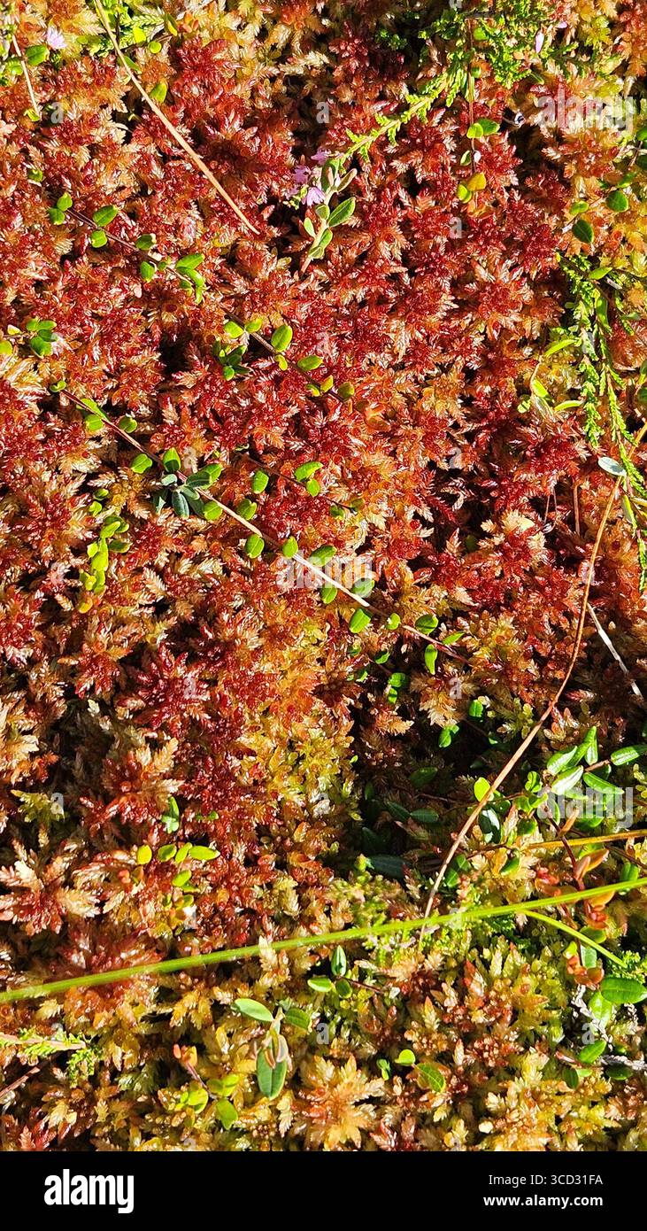 Primo piano del muschio rosso con piante verdi nell'habitat naturale - Immagine stock catturata con smartphone