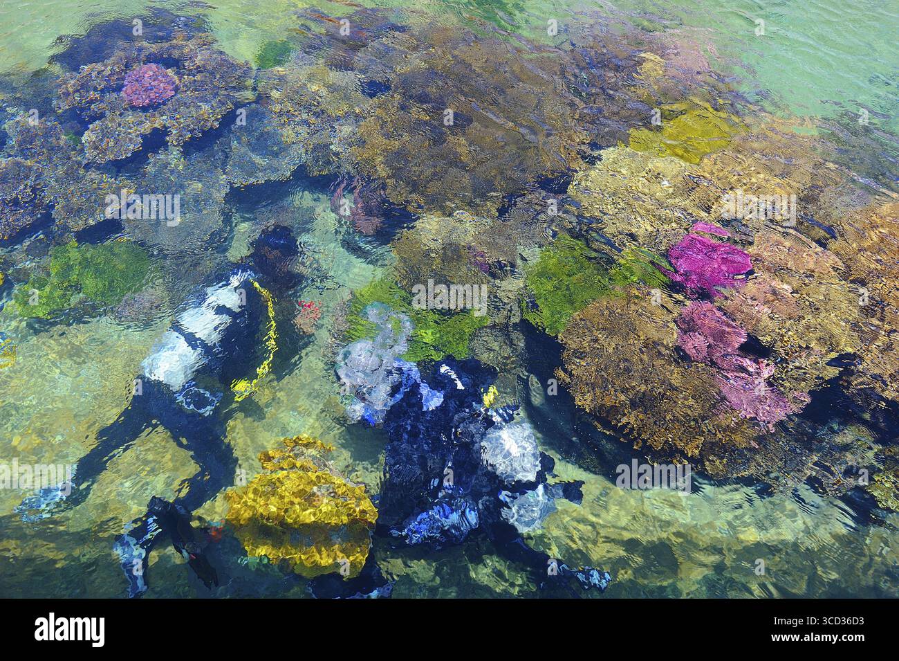 Pesci, coralli e altri vivaci e colorati abitanti del Mar Rosso Foto Stock