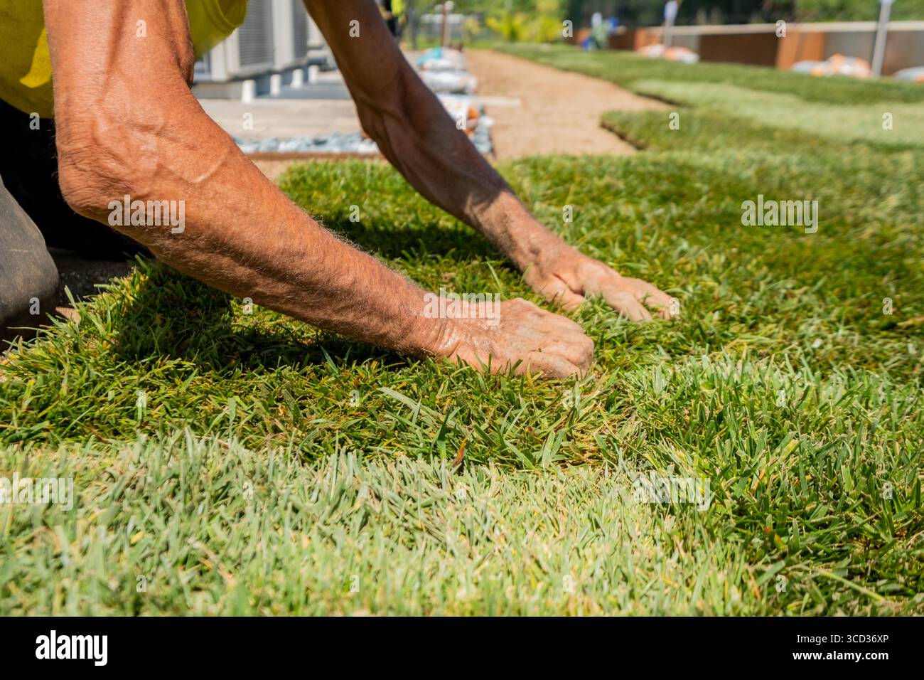 Primo piano delle mani di un paesaggista che spinge il bidone fresco sul terreno durante l'installazione del prato. Ideale per i temi del giardinaggio, del paesaggio, della vita ecologica e del ou Foto Stock