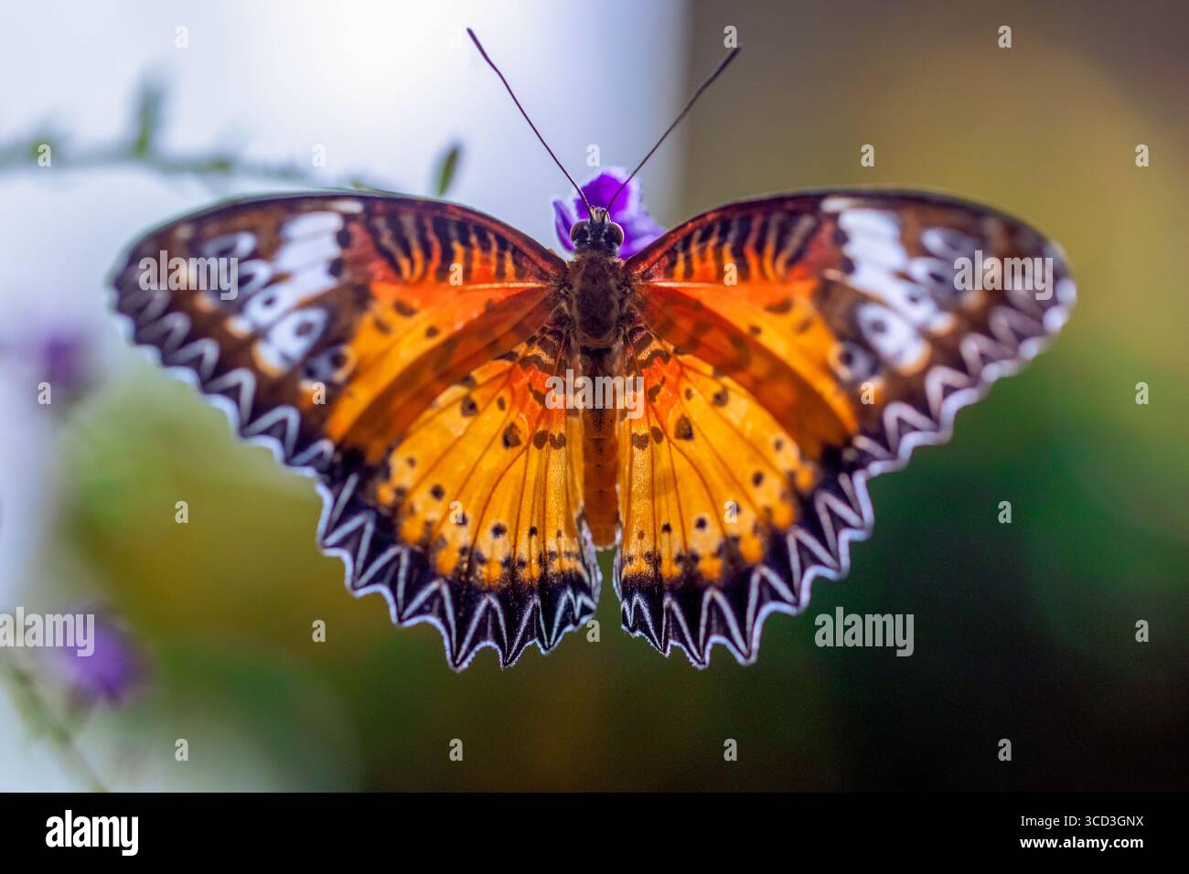 Splendida farfalla monarca colorata con ali aperte sulle foglie e sfondo verde sfocato Foto Stock