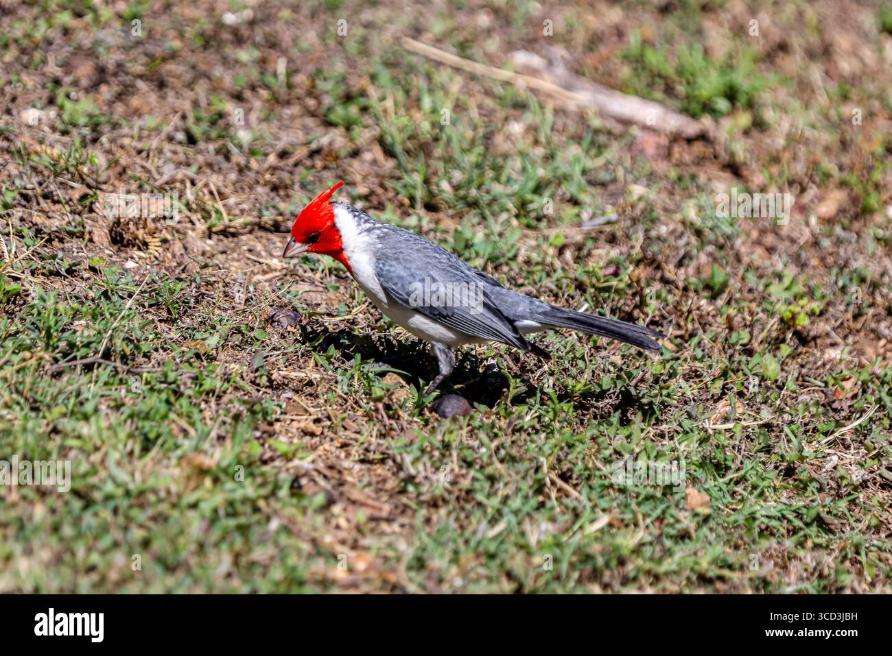 Cardinale crestato rosso su un prato di Oahu Foto Stock