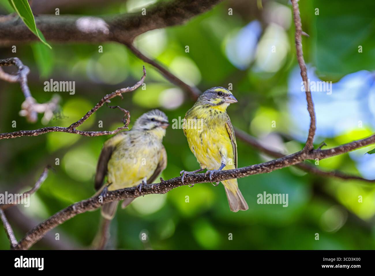 Diamond Head, Oahu - 28 marzo 2022: Canari frontali gialli nel parco nazionale Diamond Head a Oahu Foto Stock