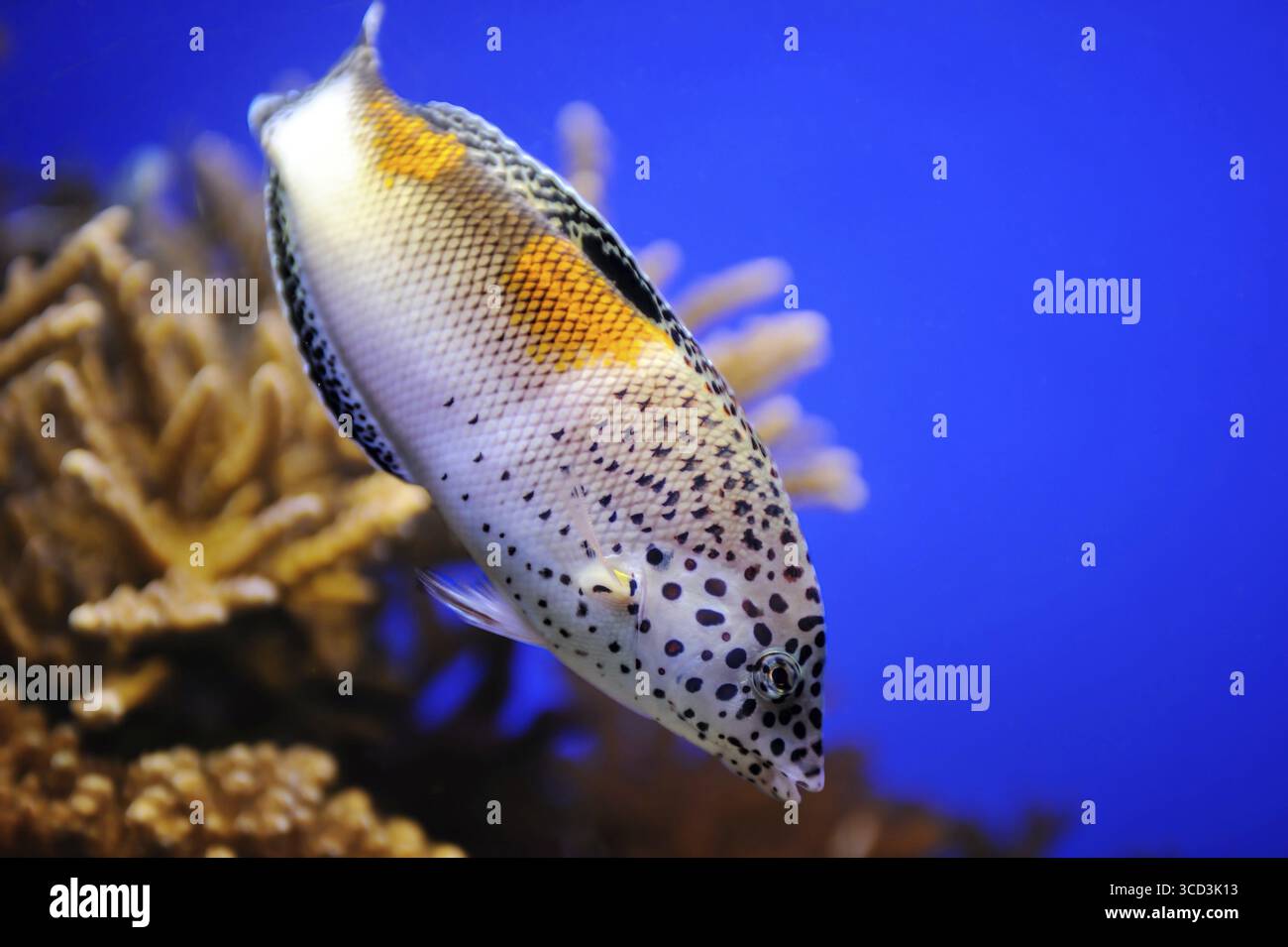 Pesci, coralli e altri vivaci e colorati abitanti del Mar Rosso Foto Stock
